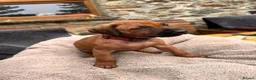 Rhodesian Ridgeback dogs for sale: Rhodesian Ridgeback Puppies - Advert 10