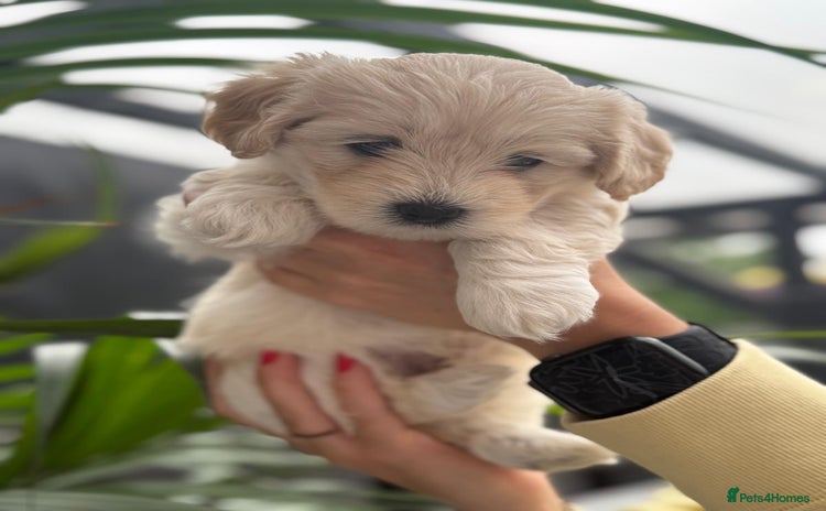Maltipoo dogs - Advert 4