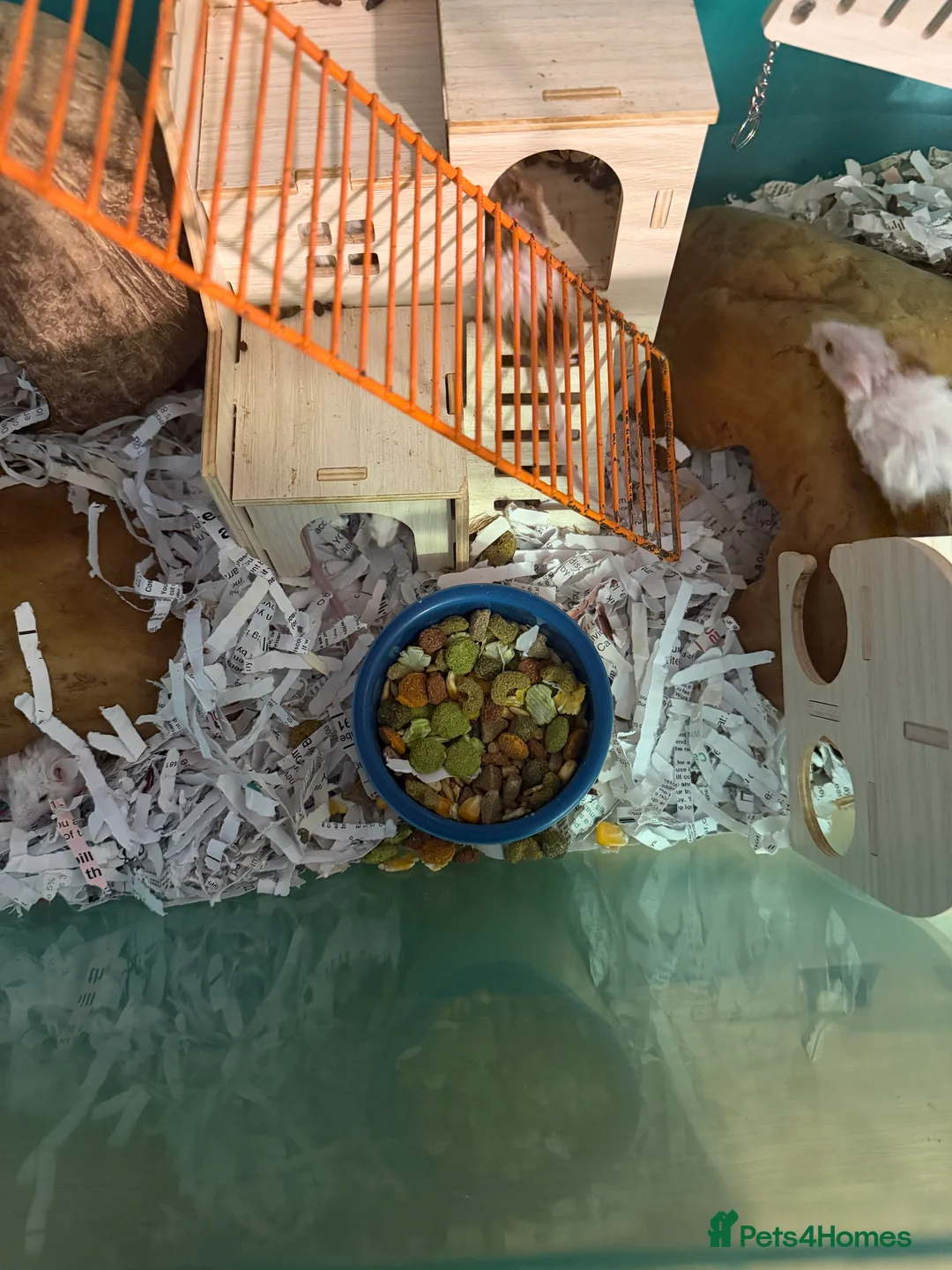 Mouse rodents for sale: Fancy Mice for Sale – £10 Each - Advert 8