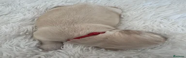 Golden Retriever 5
