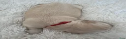 Golden Retriever dogs for sale: Golden retriever puppies  - Advert 5
