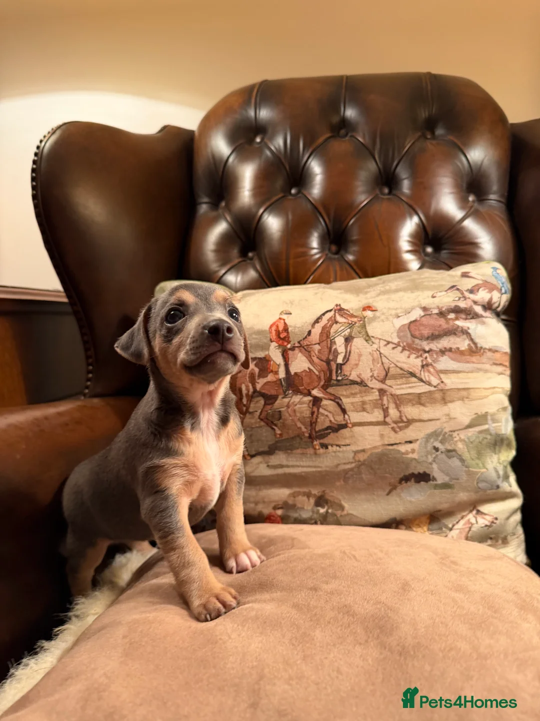 Jack Russell dogs for sale: Perfect Blue and Blue Merle Jack Russell Puppies - Advert 32