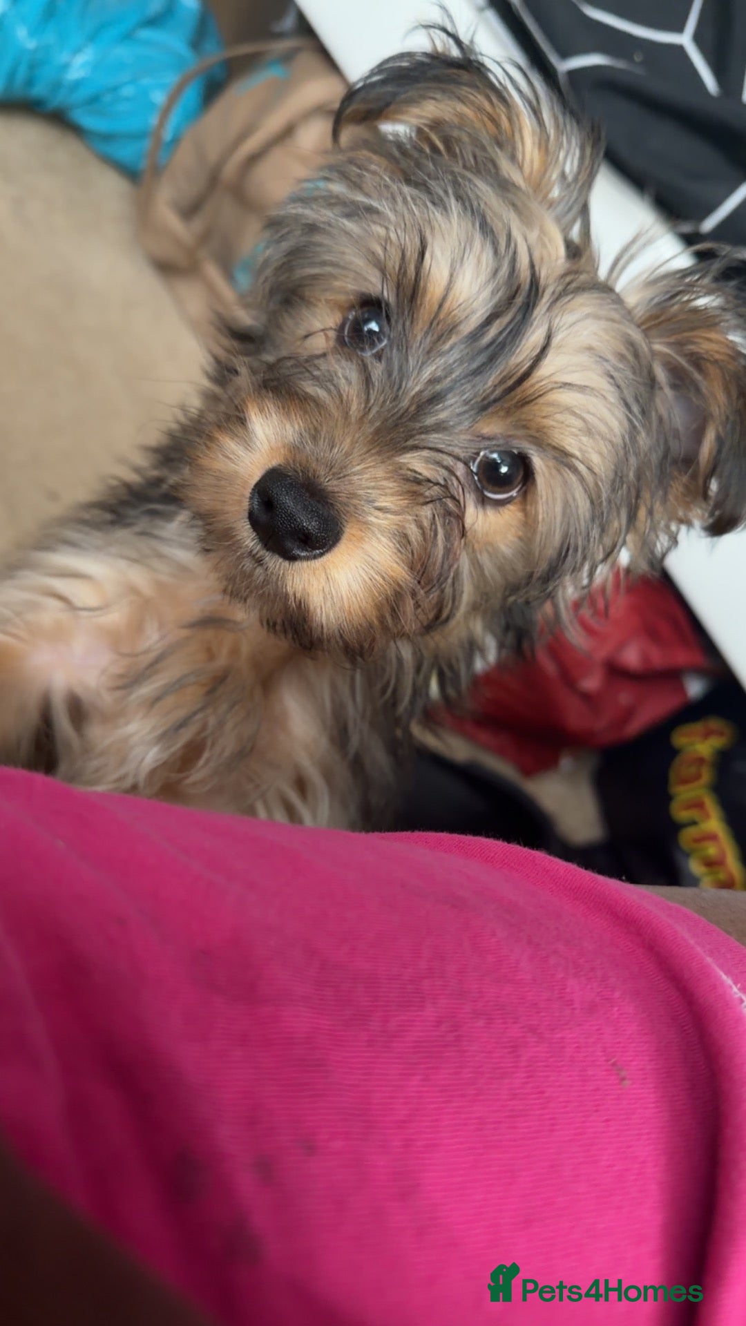 Mixed Breed dogs 11 month puppy needs re-homing  - Advert 1
