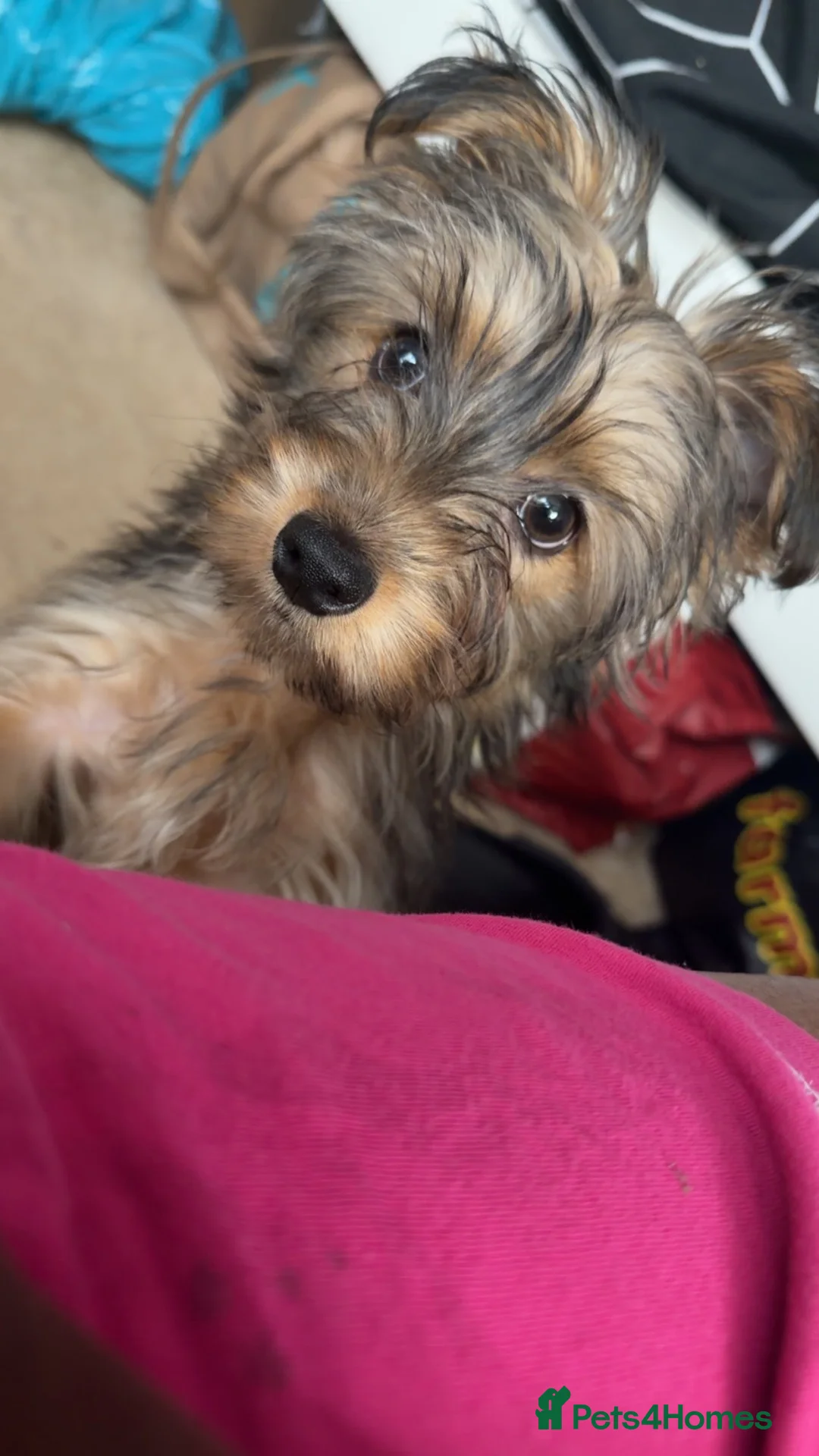 Mixed Breed dogs for sale: 11 month puppy needs re-homing  - Advert 1