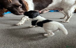 English Springer Spaniel dogs for sale: Gorgeous working English Springer Spaniel Puppies - Image 5