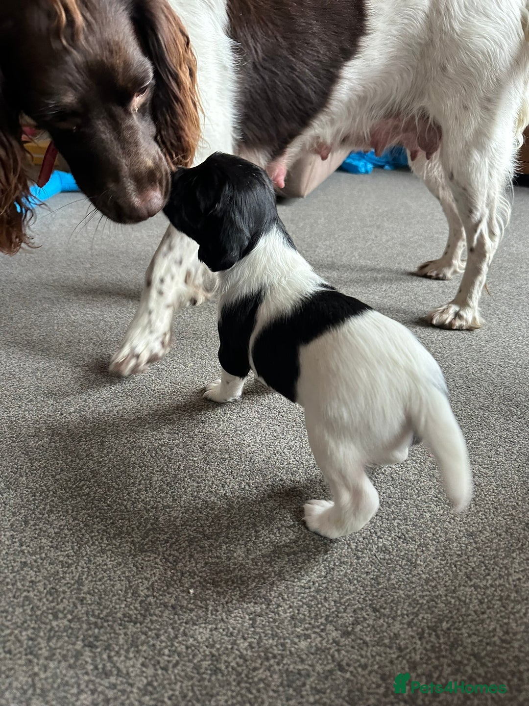 English Springer Spaniel dogs for sale: Gorgeous working English Springer Spaniel Puppies - Image 5