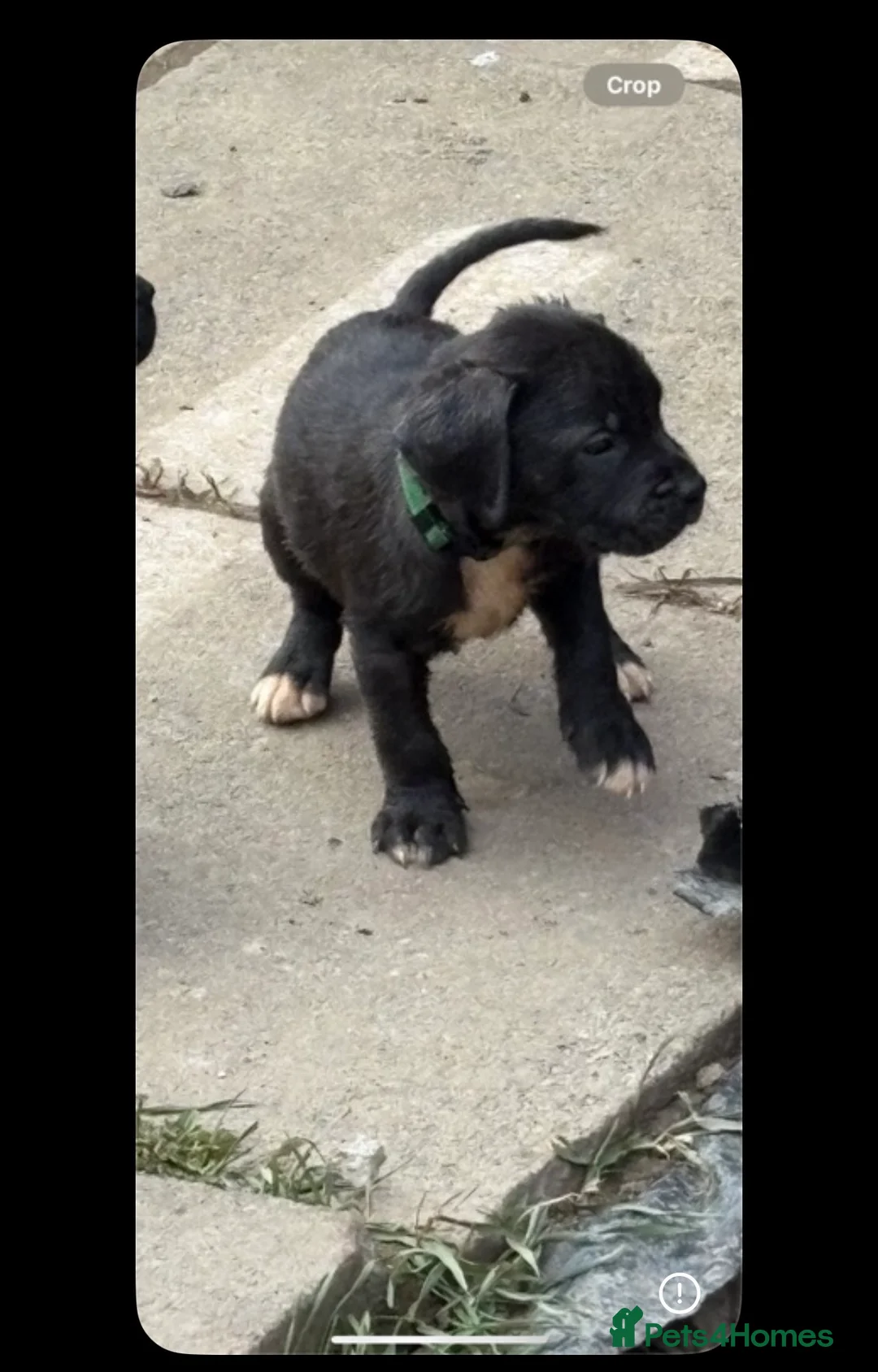 Mixed Breed dogs for sale: Staffy for rehoming  - Advert 2