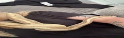 Python Snake reptiles for sale: Enchi pastava CB20 royal python  - Advert 1