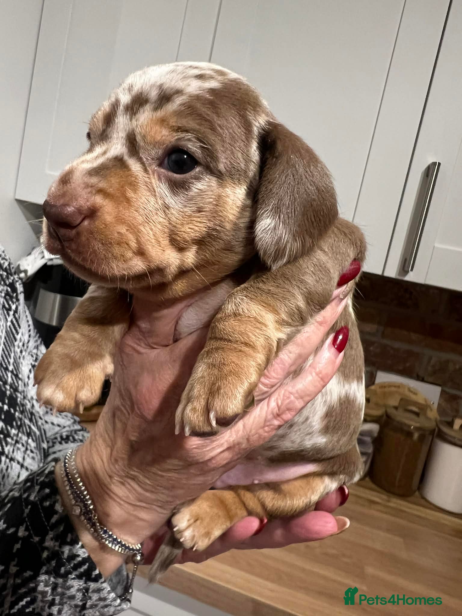 Miniature Dachshund dogs Stunning kc babies ready to leave ready for  **  - Advert 15