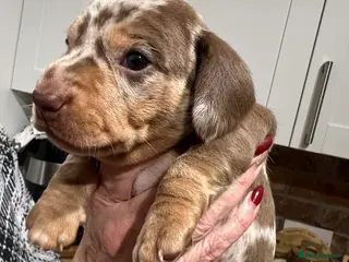 Miniature Dachshund dogs Stunning kc babies ready to leave ready for ** - Advert 15