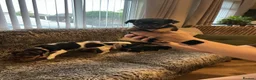 Jack Chi dogs for sale: 4 Gorgeous puppies for new loving homes - Advert 4