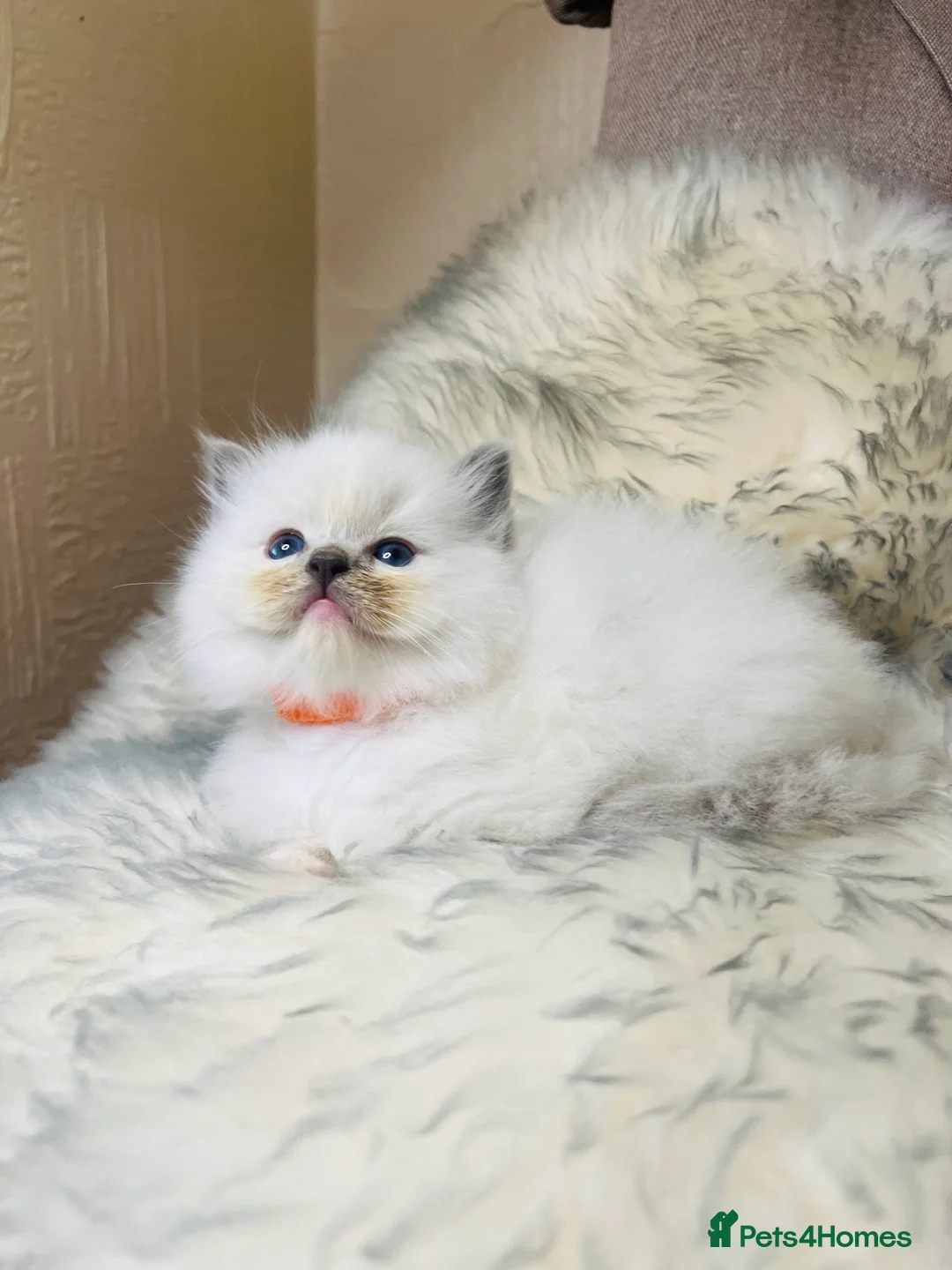 Ragdoll cats for stud: Amazing proven stud !!!  in Romford - Advert 11