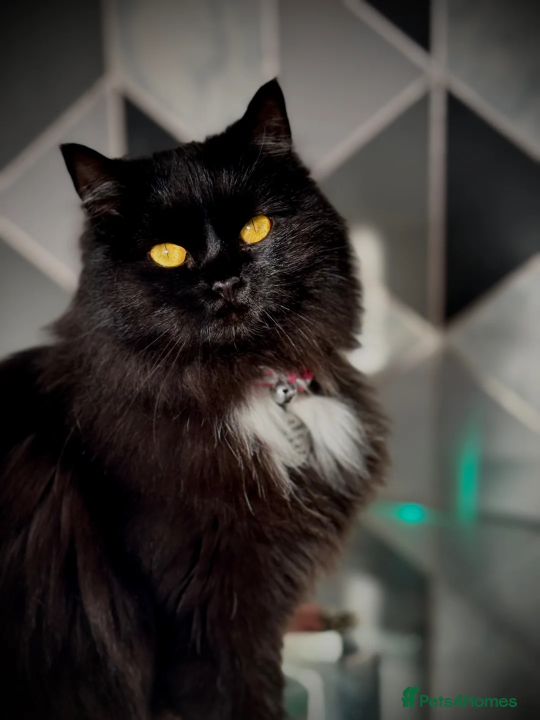 Mixed Breed cats for sale: Callie half Persian  in Nottingham - Advert 3