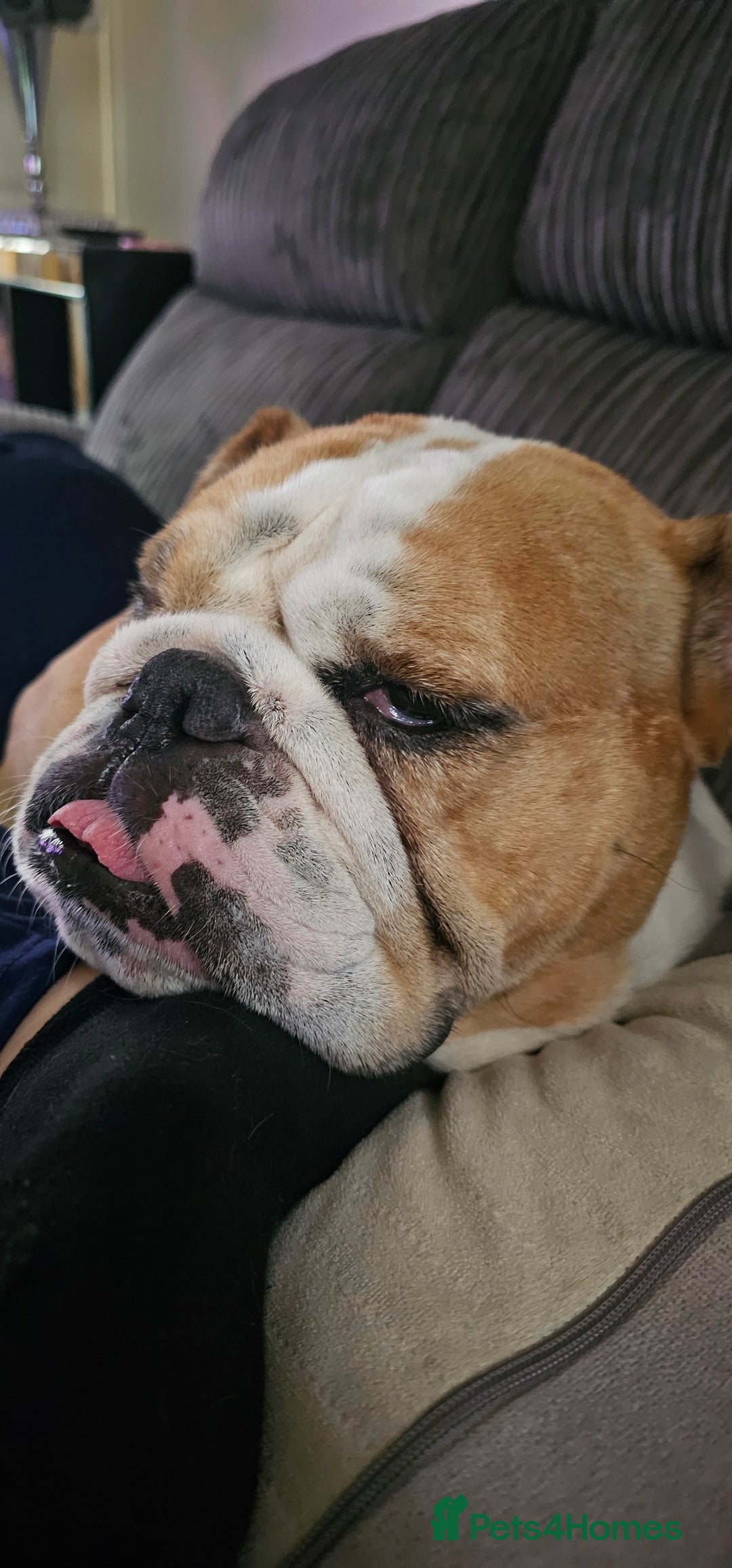 Old Tyme Bulldog dogs for sale: Bulldog - Advert 2