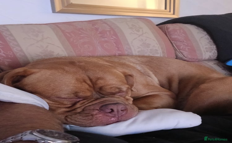 Dogue De Bordeaux dogs - Advert 1
