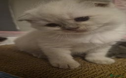 Scottish Fold cats for sale: Scottish fold x Siamese  - Image 9