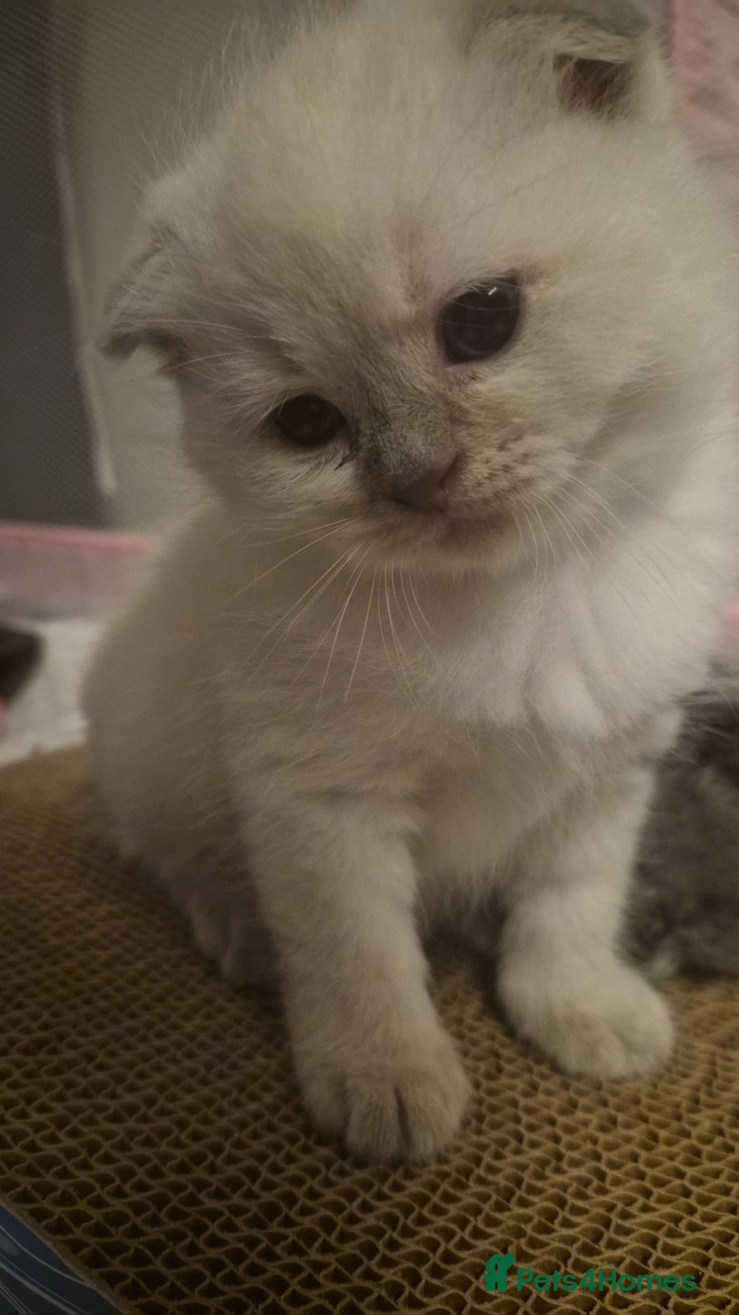 Scottish Fold cats for sale: Scottish fold x Siamese  - Image 9