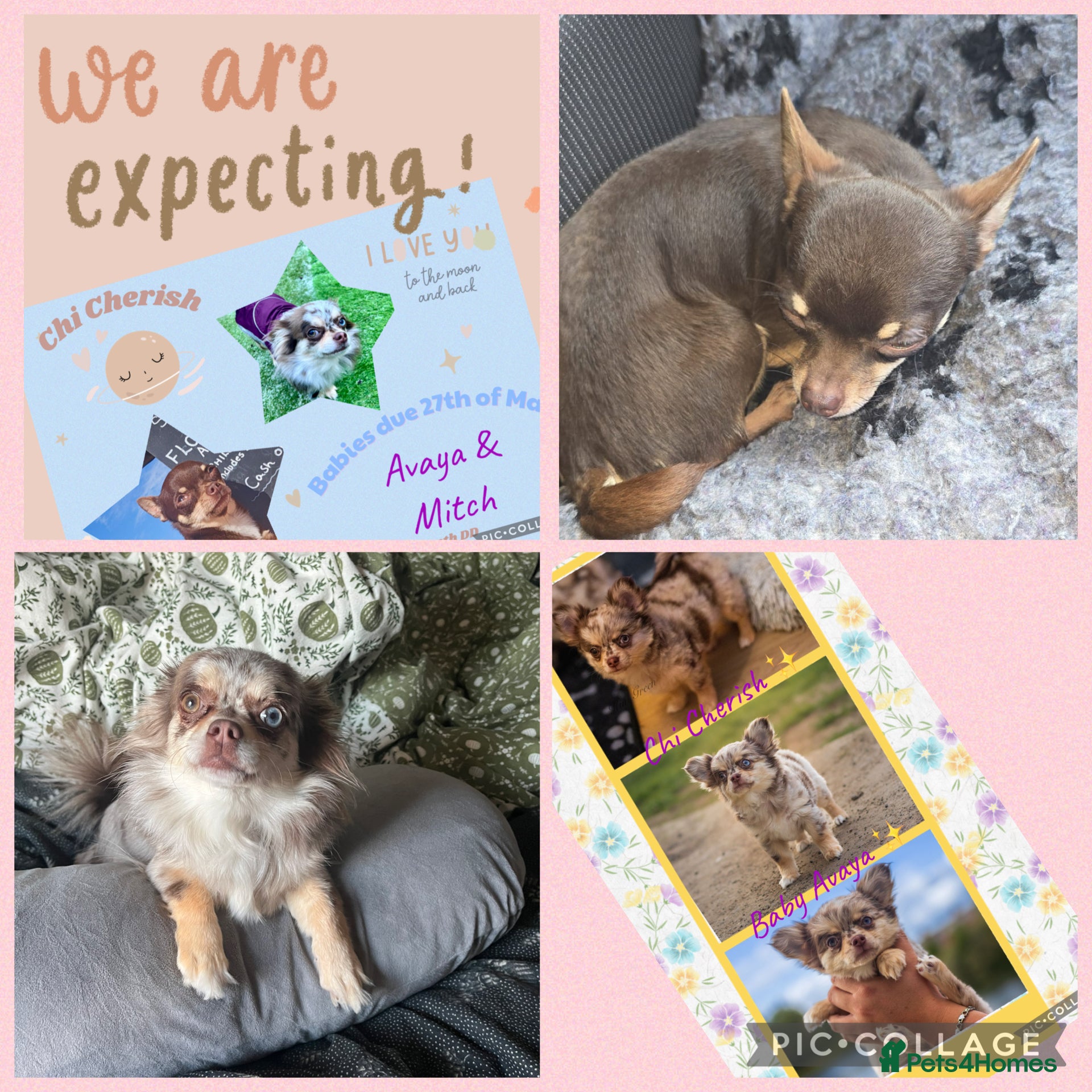 Chihuahua dogs ✨ CHI ~ CHERISH ✨DNA Tested Parents ✅ ✨ - Advert 4