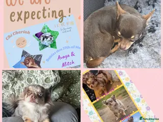 Chihuahua dogs ✨ CHI ~ CHERISH ✨DNA Tested Parents ✅ ✨ - Advert 4