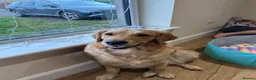 Golden Retriever dogs for sale: 🐶 Beautiful golden retriever puppies—Coming Soon! in Dunbar - Advert 2