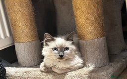 Birman cats for sale: Birman kittens  - Image 1