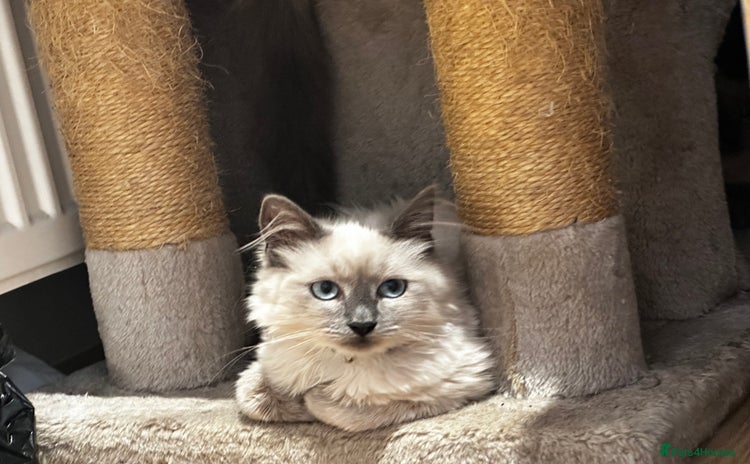 Birman cats - Advert 1