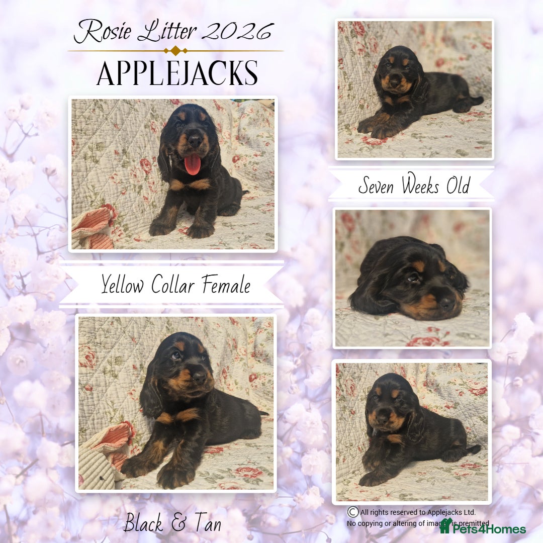 Cocker Spaniel dogs KC Pedigree Show Cocker Spaniel Puppies - Advert 2