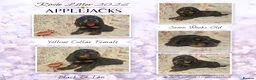 Cocker Spaniel dogs for sale: KC Pedigree Show Cocker Spaniel Puppies - Advert 4