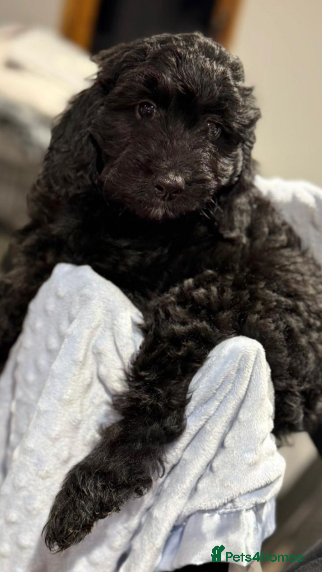 Cockapoo dogs F1 Cockapoo’s - Advert 8