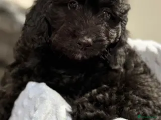 Cockapoo dogs F1 Cockapoo’s - Advert 8