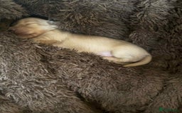 Miniature Dachshund dogs for sale: Beautiful long haired cream mini dachshund puppies - Image 10
