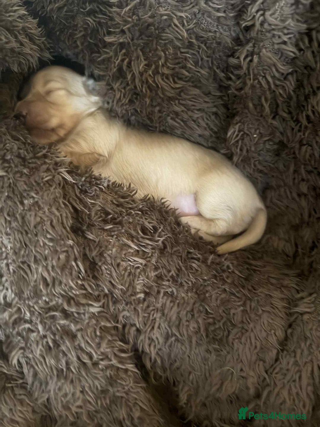 Miniature Dachshund dogs for sale: Beautiful long haired cream mini dachshund puppies - Image 10