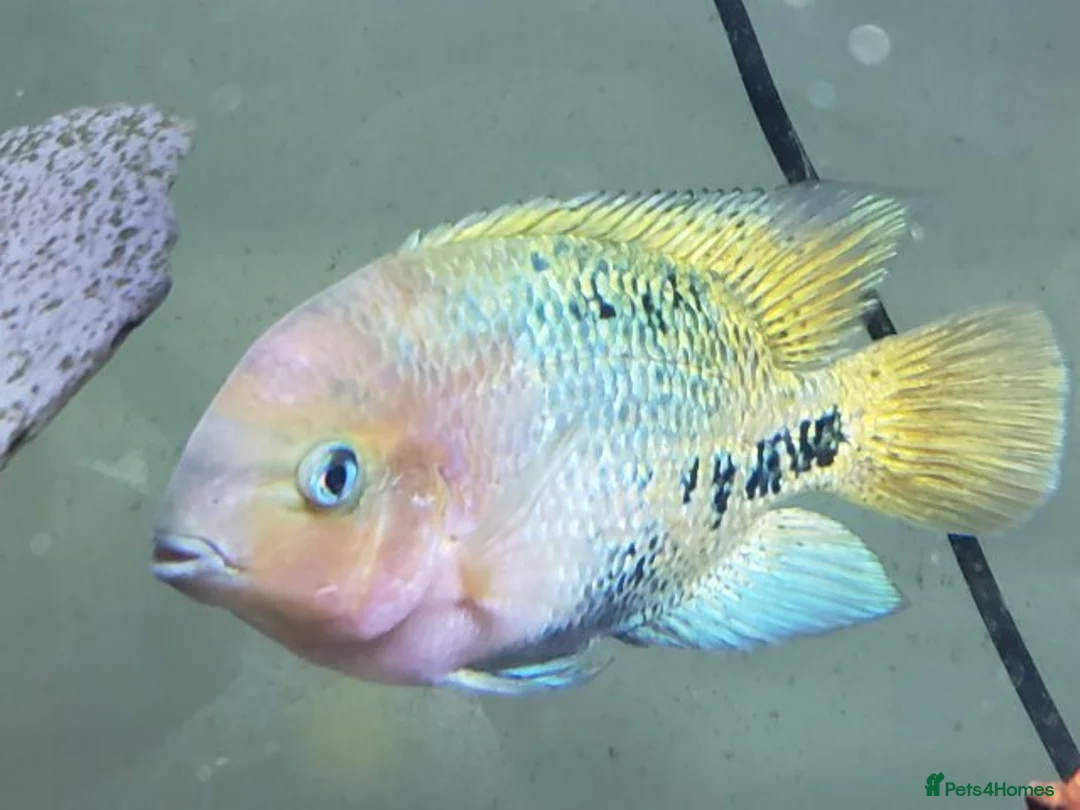 Cichlids fish for sale: CichlidS  - Advert 4