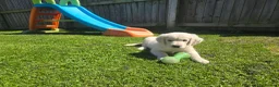 Golden Retriever dogs for sale: all puppies have now been reserved - Advert 8