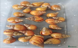 Snails invertebrates for sale: Albino Giant African Land Snails - Image 2