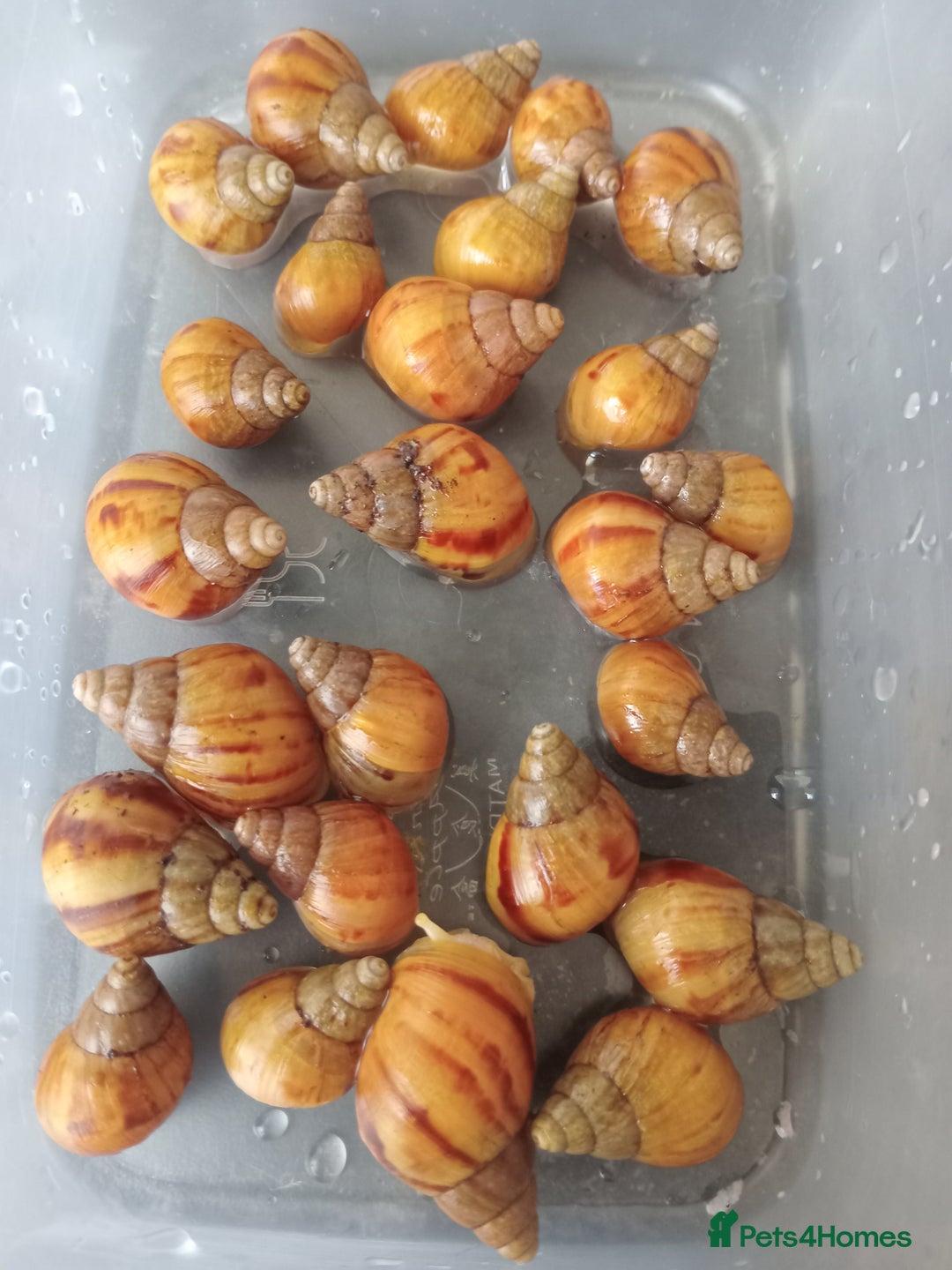 Snails invertebrates for sale: Albino Giant African Land Snails - Image 2