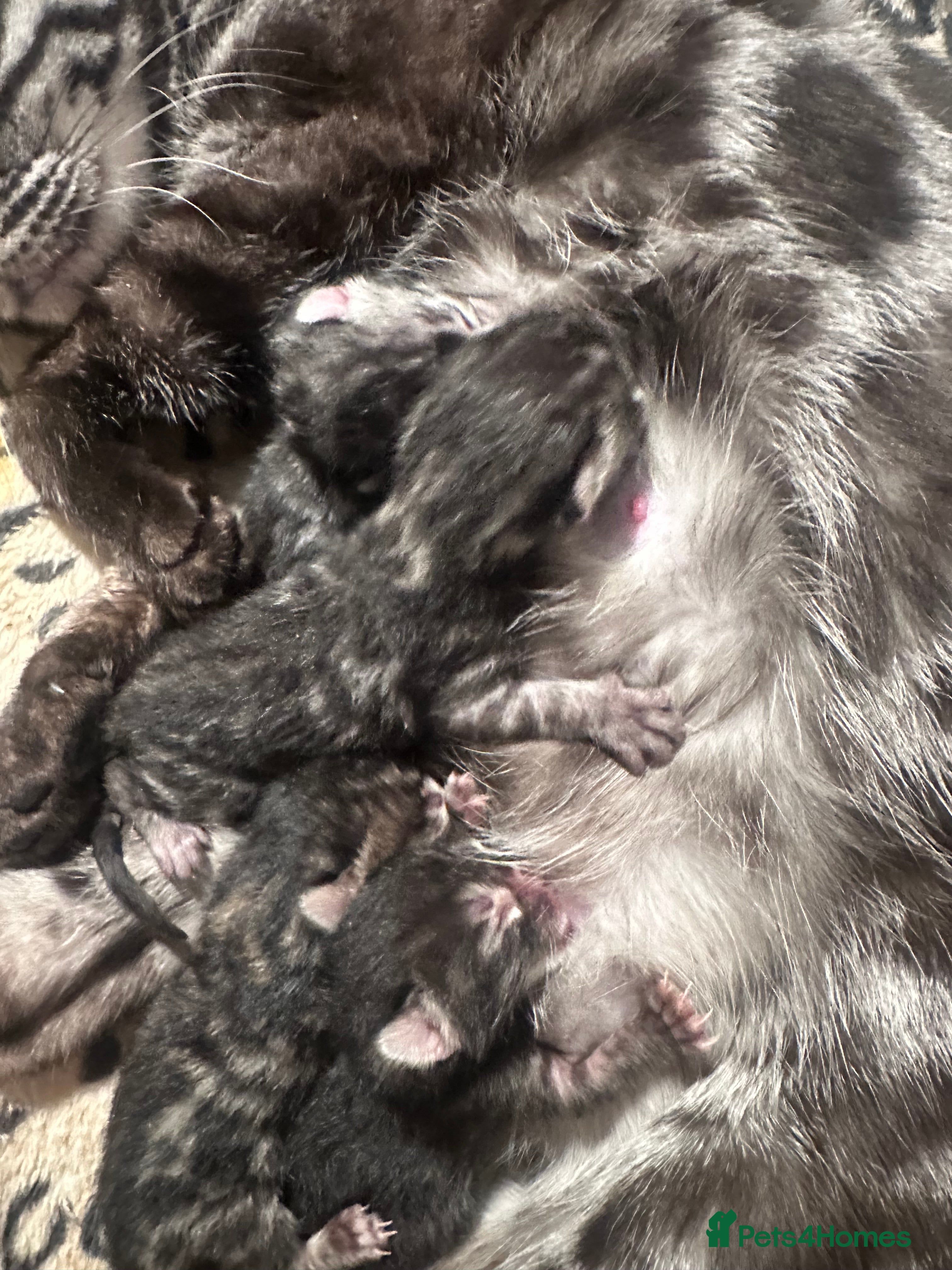 Bengal cats Silver, brown & charcoal - born 27.01.26 - Advert 3