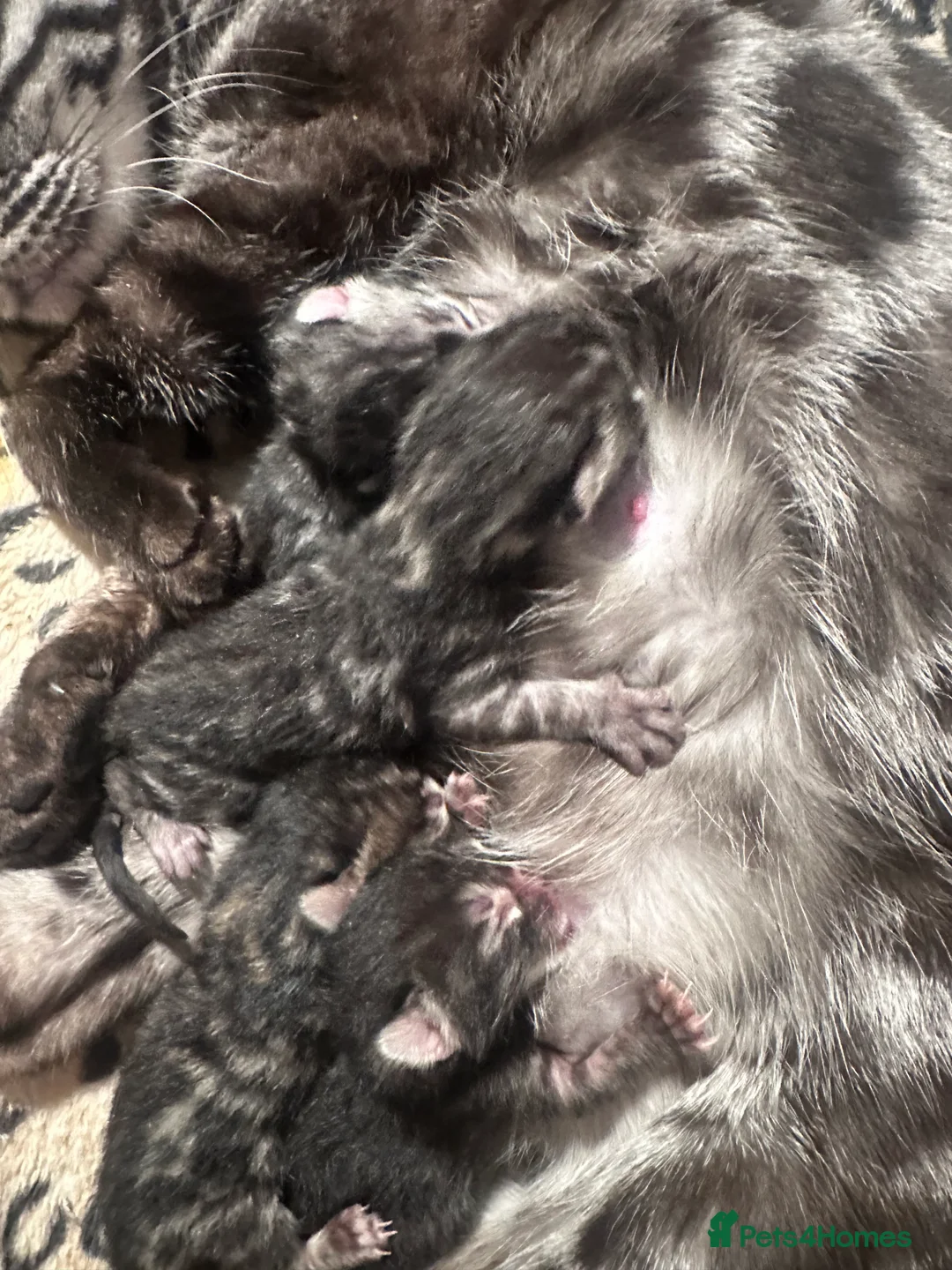 Bengal cats for sale: Silver, brown & charcoal boys - born 27.01.26 - Advert 1