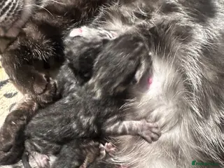 Bengal cats Silver, brown & charcoal - born 27.01.26 - Advert 2