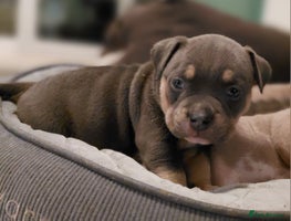American Bully dogs ABKC POCKET BULLY PUPPIES - Advert 3