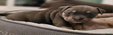American Bully Puppy 5