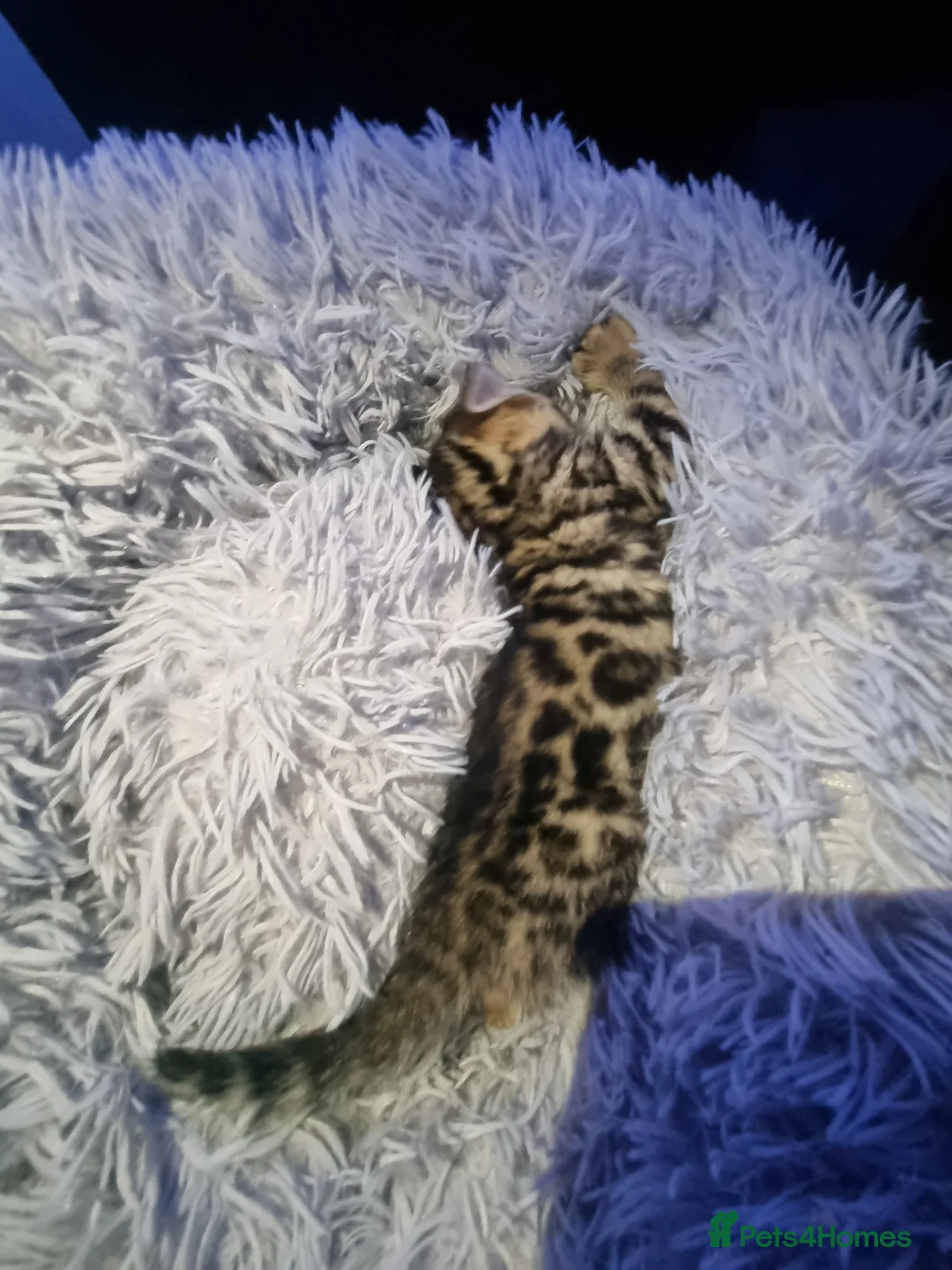 Bengal cats for sale: 4 Bengals for ready for new home - Advert 8