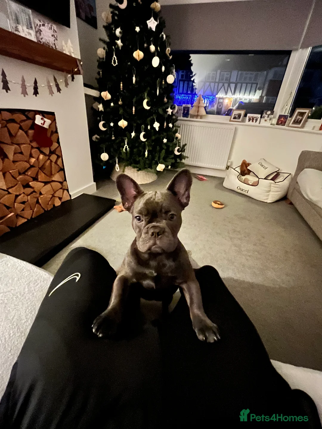 French Bulldog dogs for sale: Girl 8month old  - Advert 1
