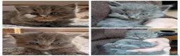 British Longhair cats for sale: British long hair kitten - Advert 10