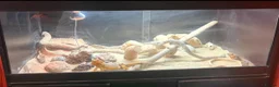 Bearded Dragon reptiles for sale: Full setup + bearded dragons  in Kingston upon Thames - Advert 3