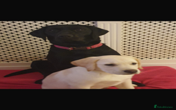 Labrador Retriever dogs for sale:  Labrador puppies - Image 19