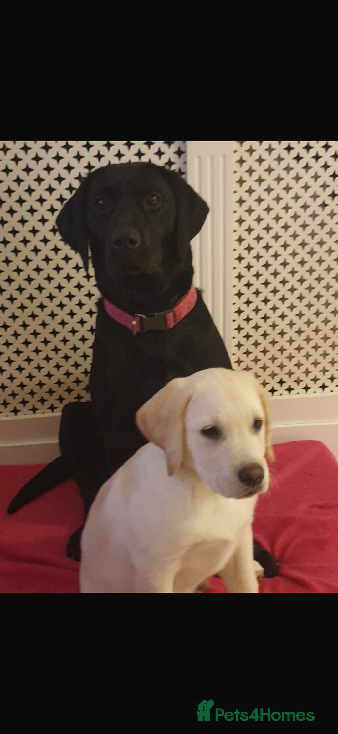 Labrador Retriever dogs for sale:  Labrador puppies - Image 19