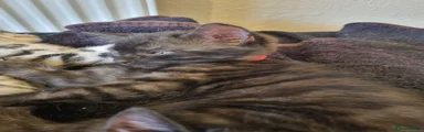 Bengal 2 red