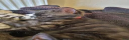 Bengal cats for sale: Bengal cross kittens. - Advert 5