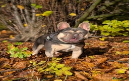 French Bulldog dogs for stud: PINK "N" MIX  - Image 4